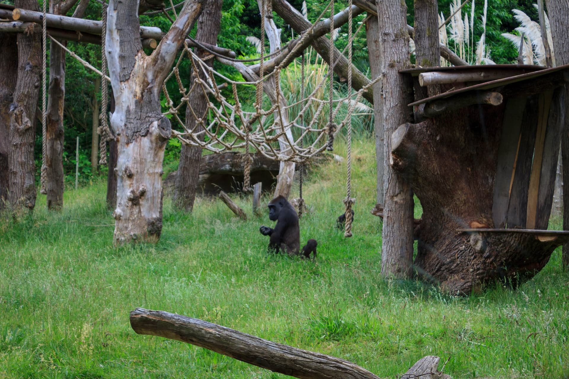 Gorilla and Baby At The London Zoo At The London Zoo